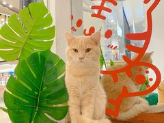 -COLOR PETS 撸猫馆·购猫·猫咖(长风大悦城店)