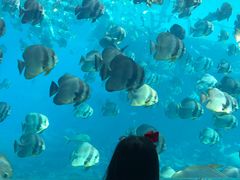 -瑞德姆美人鱼海底演艺主题餐厅(亚龙湾店)