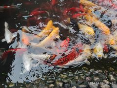 -成飞公园
