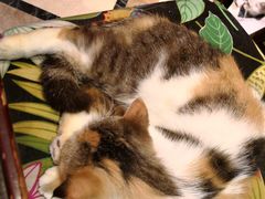 -猫色咖啡·猫咖