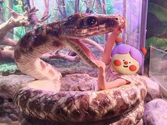 -正佳雨林生态植物园