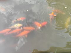 -西湖游船
