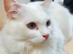 -瞄一喵猫咖(格力海岸店)