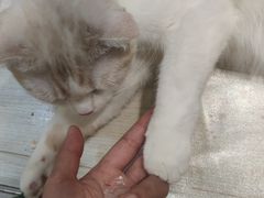 -藏猫猫咖啡主题馆(中央大道店)