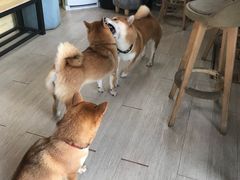 -柴犬高等学院·狗咖·柴犬售卖·宠物训练