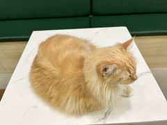 -安格丽娜·狗咖·猫咖羊驼咖(春熙路百盛商场店)