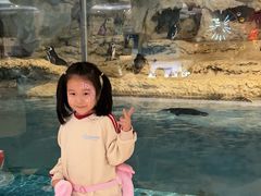 -帝企鹅自助餐厅•儿童岛•真企鹅(长隆企鹅酒店)