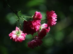 -梅花山(明孝陵内)