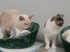 -Cappucimeow猫咪咖啡馆(韦伯时代店)