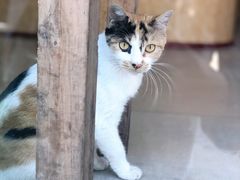 -陈有良尖椒鸡(江津总店)