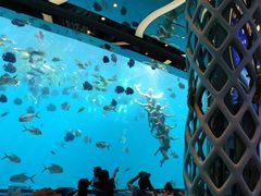 -瑞德姆美人鱼海底演艺主题餐厅(亚龙湾店)