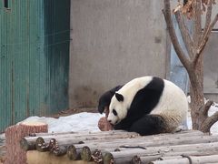 -沈阳森林动物园