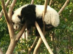 -成都大熊猫繁育研究基地