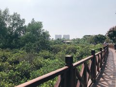 -大亚湾红树林城市湿地公园