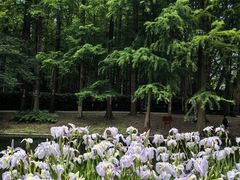 -上海共青森林公园