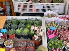 -溪岸路花鸟市场