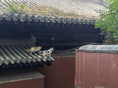 -大觉寺-停车场