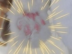 -藏猫猫咖啡主题馆(中央大道店)