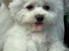 -艾贝尔宠物医院 ·内科全科(梁溪路店)