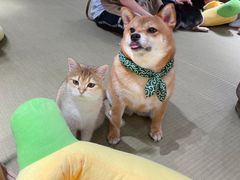 -逗柴咖啡屋·狗咖猫咖宠物桌游