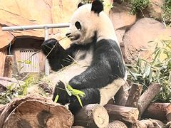 -成都动物园