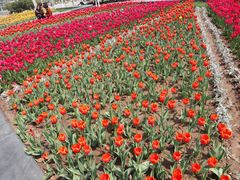 -石家庄市植物园