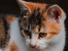 -狼山风景名胜区