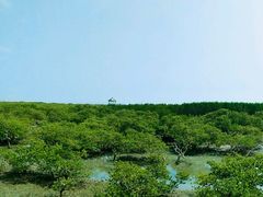 -北海金海湾红树林生态旅游区