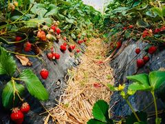 -胜丰草莓采摘园