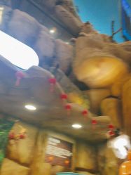 -卡通尼·Safari非洲探索乐园·生日会(金桥国际商业广场店)