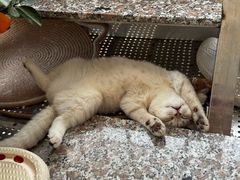 -宠物星动物医院·眼科·异宠·猫科(江南大道总院)