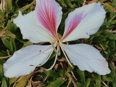 -荔香公园