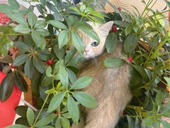 -米苏动物医院·犬猫专科·骨科外科内窥镜