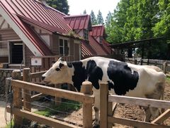 -神户市立六甲山牧场
