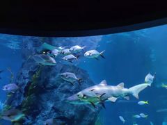 -暹罗海洋世界
