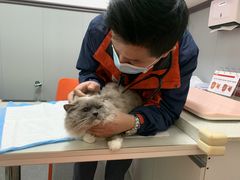 -伟伟宠物医院·瑞派猫友好医院·猫科(光谷店)