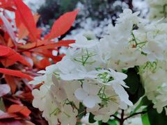 -铁山坪森林公园