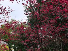 -乌山风景区