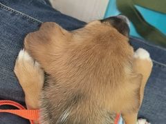 -天宠宠物医院24小时·急重症诊疗中心·全科·腔镜特色(和平分院)