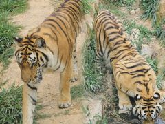 -泉州海丝野生动物世界