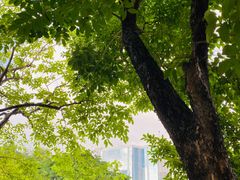 -九龙公园