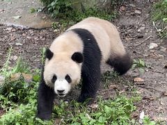 -都江堰中华大熊猫苑