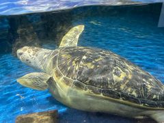 -青岛海底世界-水族馆