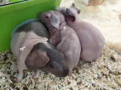 -酷以爬仙阁实体爬宠店·守宫·蜥蜴·专业繁育