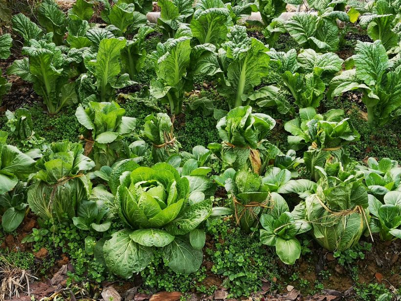 田地之中的蔬菜