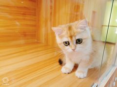 -猫十亿·布偶金渐层·曼基康矮脚猫舍(青年路店)