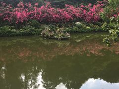 -深圳仙湖植物园