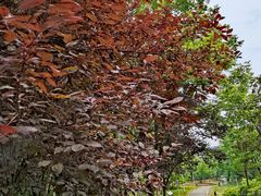 -白鹭湾湿地公园