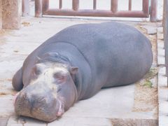 -青藏高原野生动物园