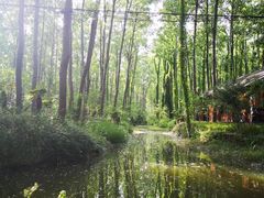 -合肥滨湖国家森林公园